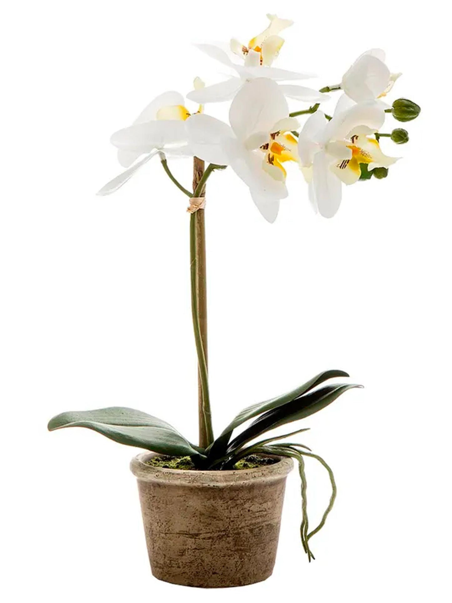 White Orchid in Small Grey Stone Pot- 40cm