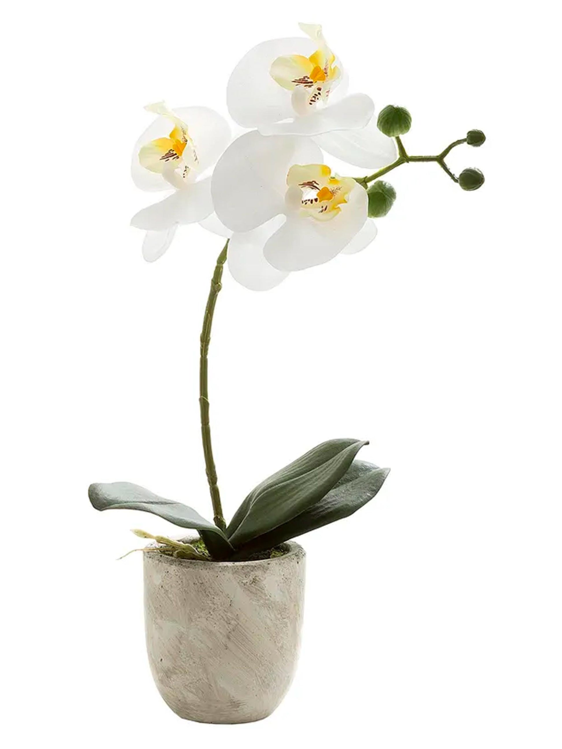 White Phalaenopsis Orchid in Small Clay Ivory Pot-35cm